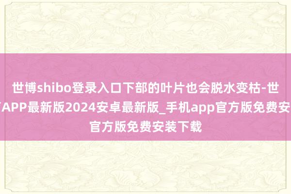 世博shibo登录入口下部的叶片也会脱水变枯-世博体育APP最新版2024安卓最新版_手机app官方版免费安装下载