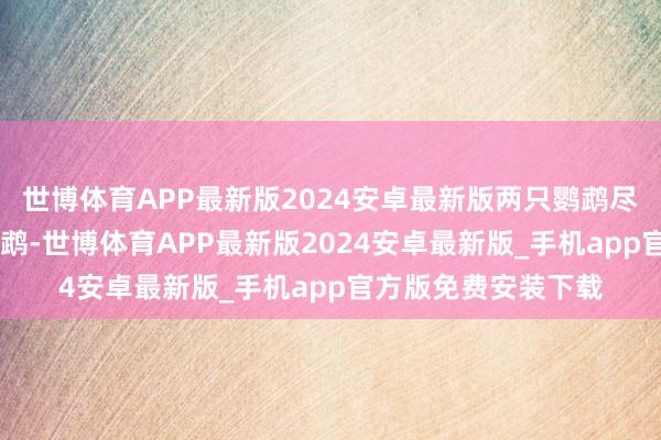 世博体育APP最新版2024安卓最新版两只鹦鹉尽然生了40多只小鹦鹉-世博体育APP最新版2024安卓最新版_手机app官方版免费安装下载